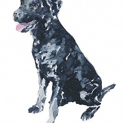 Labrador